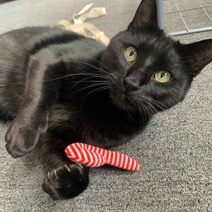 Meet your Posher, Cameron